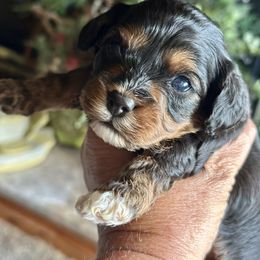 Tri boy - Tri-color male Cavapoo puppy in Southside, West Virginia from Double Diamond Cavapoos