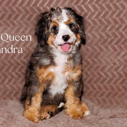 The Queen. Sandra - Merle female Bernedoodle puppy in Gilbert, Arizona from Safe Havynn Doodles