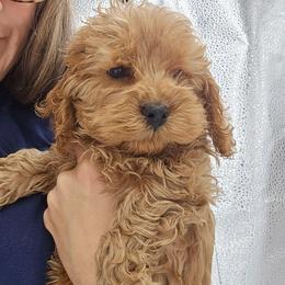 Bun - Buff female Cockapoo puppy in New Jersey from Teddy Bear Cockapoos