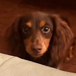 Munchkin - Dachshund