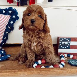 Brigitta - Red  female Goldendoodle puppy in Mesa, Arizona from Pedersendoodles