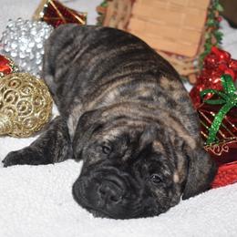 Bullmastiff Puppies from Happy Tails Bullmastiffs