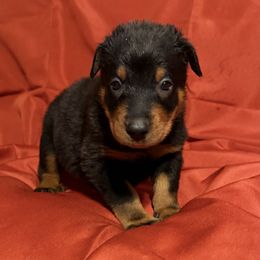 Orange Collar - Black and rust male Beauceron puppy in Floyd’s Knobs, Indiana from Birdwing Beaucerons