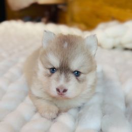 Butterscotch - Red and white male Pomsky puppy in Greencastle, Indiana from JDpomskies