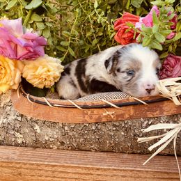 Miniature Australian Shepherd Puppies from Kennedy Kennels