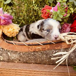 Miniature Australian Shepherd Puppies from Kennedy Kennels