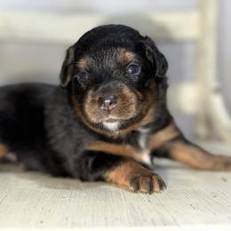 Nutmeg - Black tri male Miniature American Shepherd puppy in Minden, Louisiana from Ironwood Creek