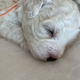 Bichon Frise Puppies from Charming Bichons