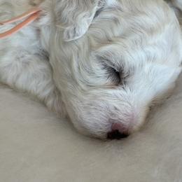 Bichon Frise Puppies from Charming Bichons