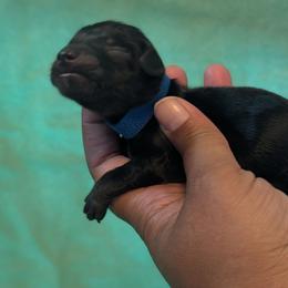 Male 4 - Black and tan male Dachshund puppy in Battle Ground, Washington from Ferguson's Bulldogs
