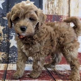 Goldendoodles, Golden Retrievers, Labradoodles, and Labrador Retrievers from Robertson's Retrievers & Doodles