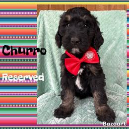 Churro - Tri-color male Bernedoodle puppy in Godwin, North Carolina from Farm Sweet Farm Doodles