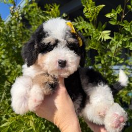 Nutmeg - Tri-color female Bernedoodle puppy in Tucson, Arizona from Adored Poodle & Doodles