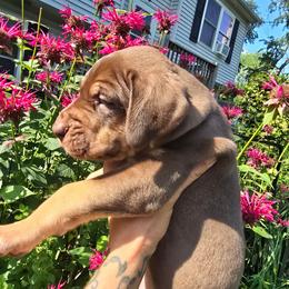 Chardonnay - Chocolate female Great Dane puppy in Monroe County, Pennsylvania from Poke-A-Nose Danes