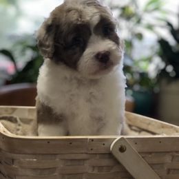 Aussiedoodle Puppies from Ohana Companions