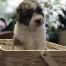 Aussiedoodle Puppies from Ohana Companions