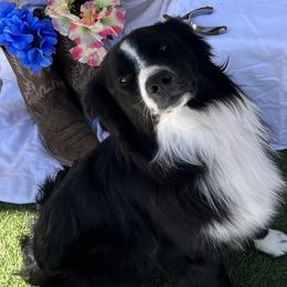 Miniature Australian Shepherds from Triangle H Ranch Aussies