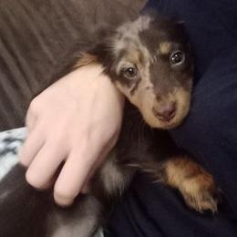 Dachshund Puppies from White River Valley Kennel