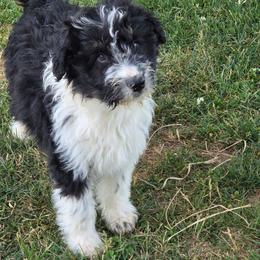 Boy 2 - Black tri-color male Aussiedoodle puppy in Mouth Of Wilson, Virginia from Holly Ridge Aussies, Aussiedoodles & Corgis