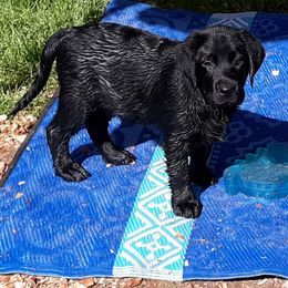 Labrador Retriever Puppies from Lorlyn Labradors