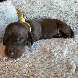 Moses - Chocolate and tan male Dachshund puppy in Mocksville, North Carolina from The Dachs of Hazzard Dachshunds