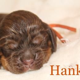 Boy 2 - Cocker Spaniel puppy in Perry, Arkansas from Parker's Cockapoos, LLC