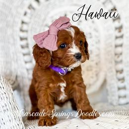 Bernedoodle and Cavapoo Puppies from Cascade Springs Doodles