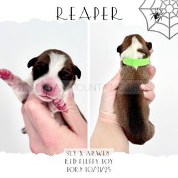 Reaper - Red male Pembroke Welsh Corgi puppy in Santaquin, Utah from Blacktail Mountain Corgis