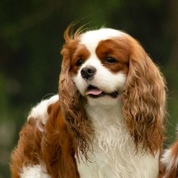 Axel - Cavalier King Charles Spaniel