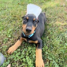 Girl 1 - Black and rust female Doberman Pinscher puppy in Centralia, Missouri from TopSpots Farm