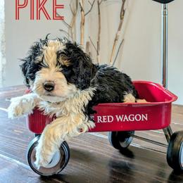 Pike - Tri-color male Bernedoodle puppy in Cambridge, Minnesota from Country Meadow Doodles