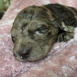 Girl 3 - Merle female Labradoodle puppy in Lowville, New York from Adirondack Labradoodles