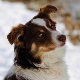 Roja - Border Collie