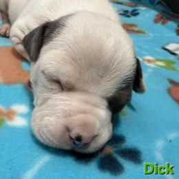 Dick - Blue brindle male American Staffordshire Terrier puppy in Clintwood, Virginia from SkyBlue Kennel