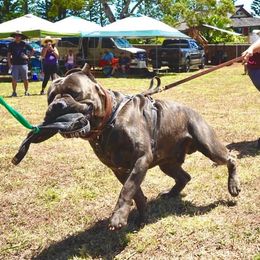 Cane Corso All Grown Up from Diamond Cut Kennels, Hawaii