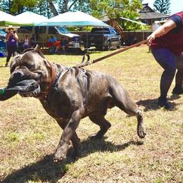 Cane Corso All Grown Up from Diamond Cut Kennels, Hawaii