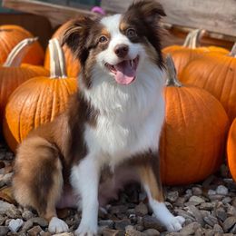 Maltese, Miniature Australian Shepherds, Poodles, Shih Tzus, Toy Australian Shepherds, and Yorkshire Terriers from Love At FURst Sight TX Kiss My Aussie