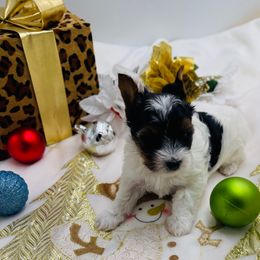 AKC - Ellie 3500 - Black tan and white female Biewer Terrier puppy in Douglas, Georgia from Heartland small breeds