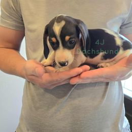 Dachshund Puppies from 4J Dachshunds