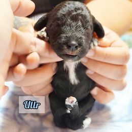 Bedlington Terrier Puppies from Dreamy Muse Bedlingtons