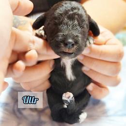 Bedlington Terrier Puppies from Dreamy Muse Bedlingtons