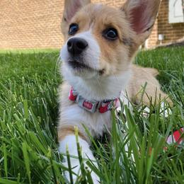 Lilo - Pembroke Welsh Corgi puppy in White, Georgia from Royal Diamond Corgis