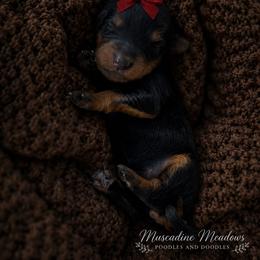 Girl 2 - female Goldendoodle puppy in Ranger, Georgia from Muscadine Meadows Poodles and Doodles