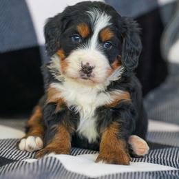 Olive - Tri-color female Bernedoodle puppy in Dundee, Ohio from Down Home Doodle