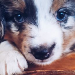 Miniature Australian Shepherds and Toy Australian Shepherds from Kinsley's Cuties & SouthPaw Creations