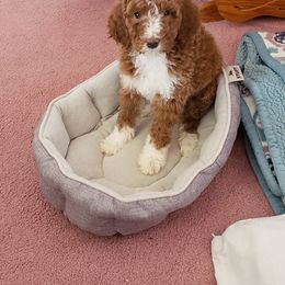 Aussiedoodle, Bernedoodle, and Poodle Puppies from Color Country Doodles