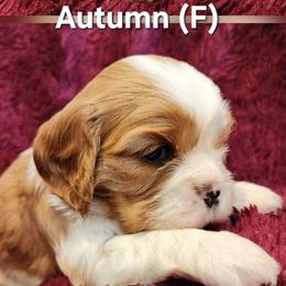 Autumn - Blenheim female Cavalier King Charles Spaniel puppy in Simi Valley, California from Above All Else Love