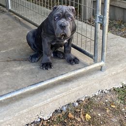 Neapolitan Mastiff Puppies from Unique Uprisings