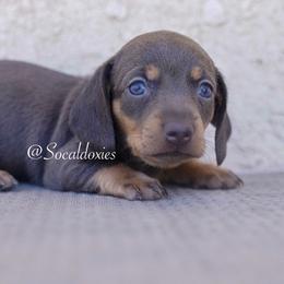 Angel - Blue and tan female Dachshund puppy in Apple Valley, California from Socaldoxies