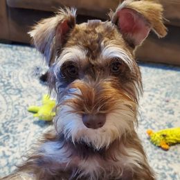 Charlie - Miniature Schnauzer